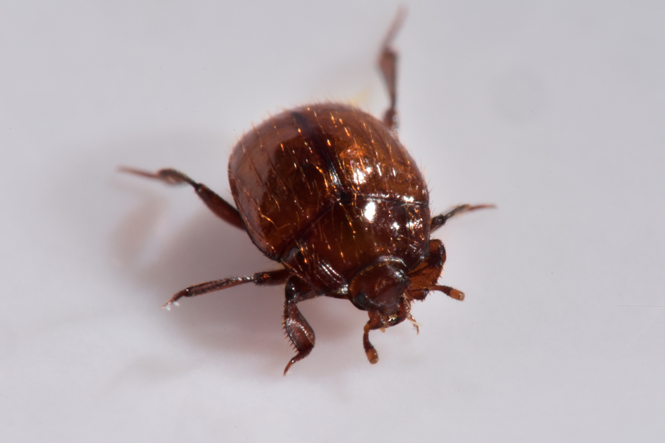 Histeridae: Haeterius ferrugineus? Sì, maschio